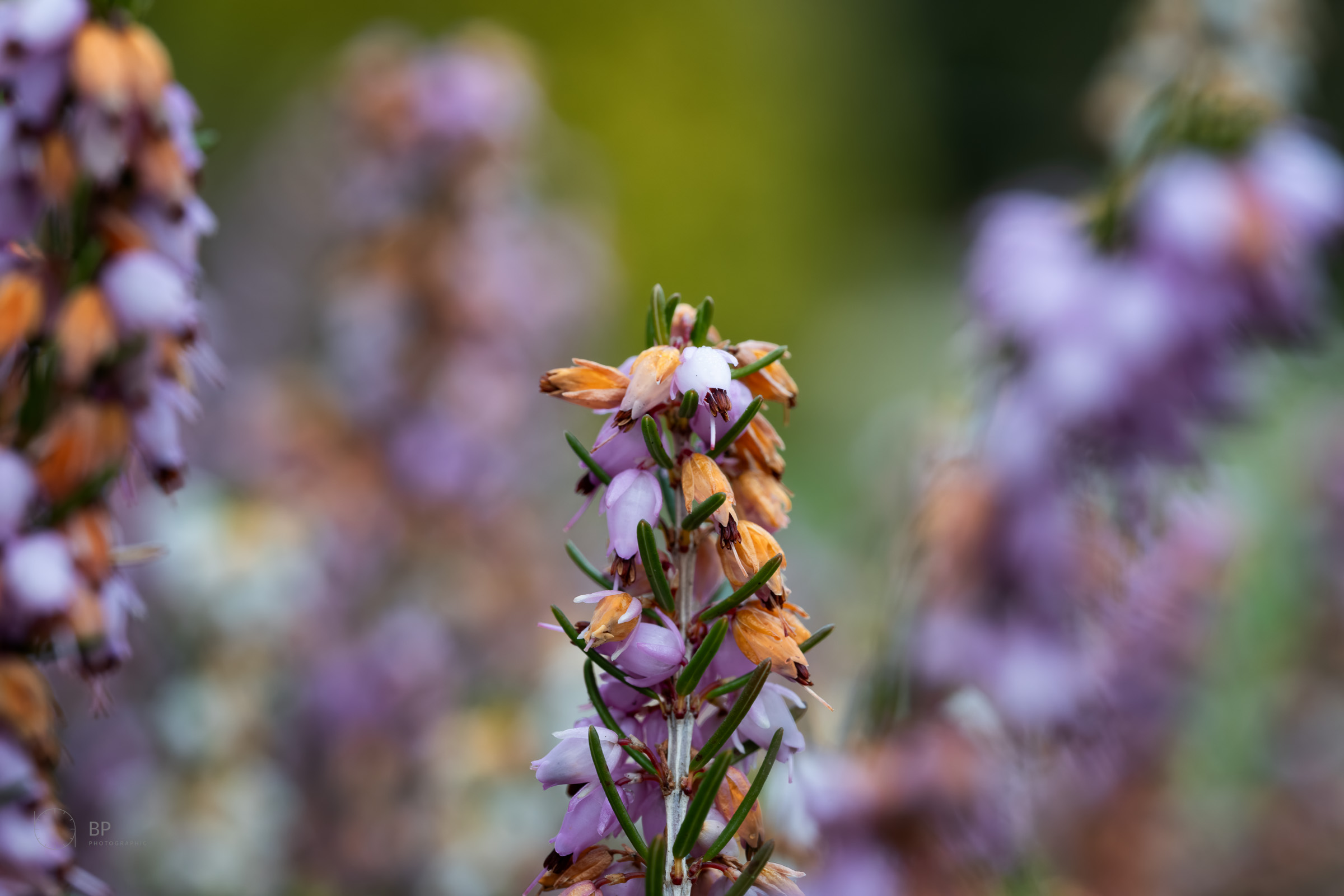 Heather spikes in spring